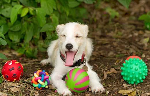 Scruffy dog smiling lays in woodchip flower bed with four dog toy balls next to them.