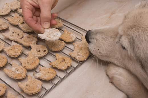 dog-sniffing-at-homemade-cookies-SW Lab puppy has paws and nose up near a rack of homemade cookies in the shape of dogs. Human hand holding on eo fthe chookies.