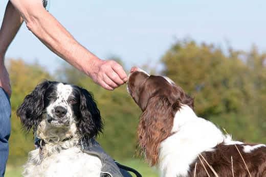 english-springer-spaniel-being-given-treat-SW English springer spaniel dog being given treat outdoors while sitting next to another spaniel.