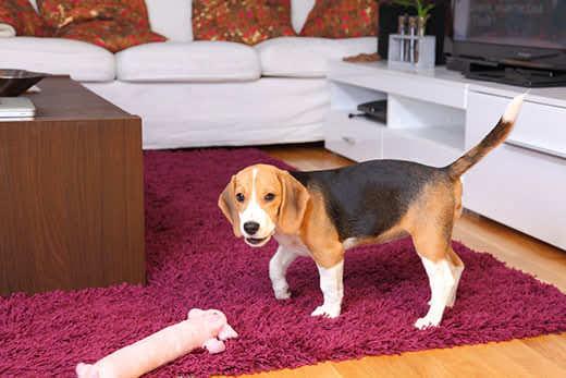 Female Beagle puppy inside a modern apartment Female Beagle puppy inside a modern apartment