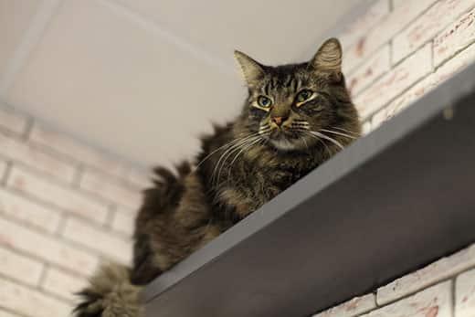fluffy-cat-sits-on-gray-shelf-SW Fluffy cat lays on top of a gray shelf with brick wall in background.