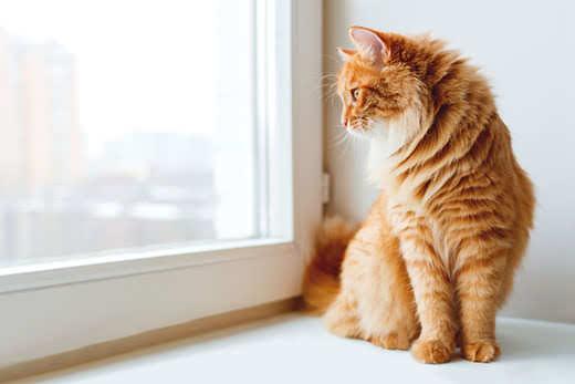 Fluffy ginger cat siting on window sill and waiting for something.