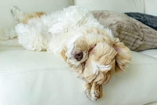fluffy-white-brown-dog-sleeping-on-back White and brown fluffy dog asleep on her back on the couch