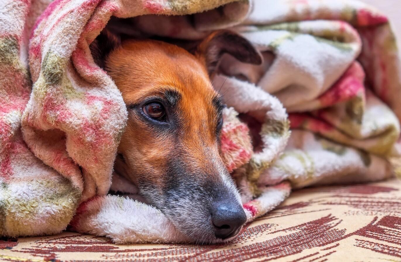 fox-terrier-under-blankets Smooth Fox Terrier dog on couch under blanket and looking sad lonely.