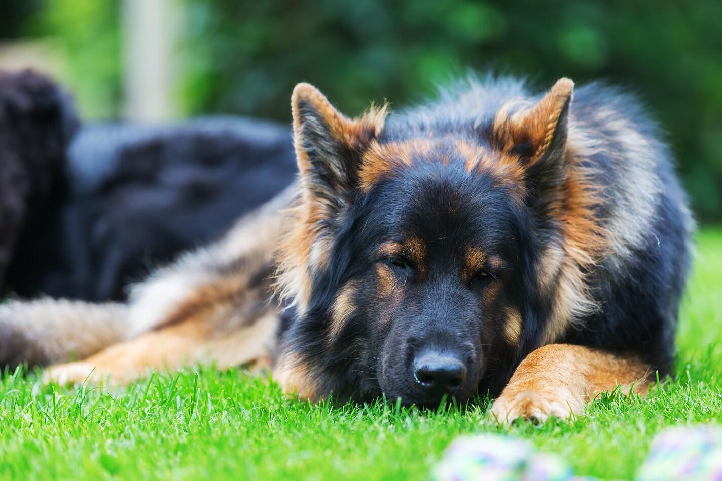 Long-haired black German shepherd lying in the grass.