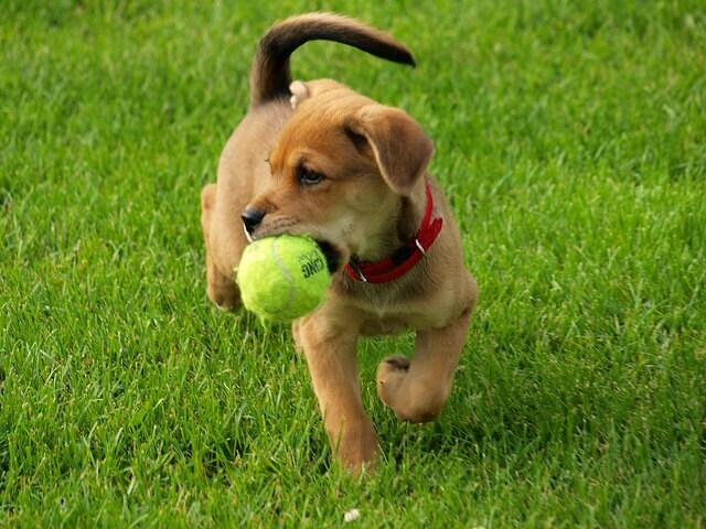 golden-puppy-with-tennis-ball-in-mouth golden-retriever-puppy-with-tennis-ball