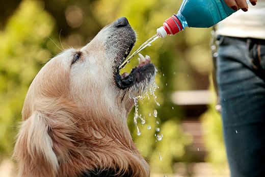 Golden retriever having water squirted ito his mouth by human with water bottle.