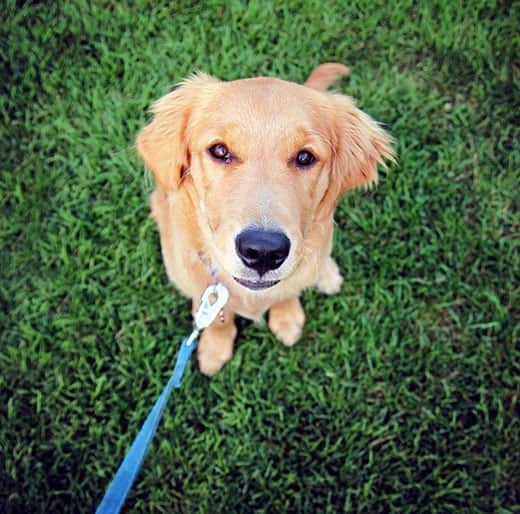 Golden retriever adolescent pup on blue leash looks up.