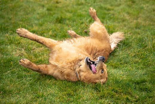 Golden retriever rolling on back in green grass.