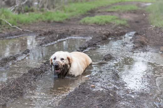 Golden retriever sitting in a mud puddle with mud on face.