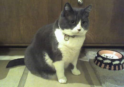 gray-and-white-cat-sitting-next-to-food-dish-SW Gray and white cat next to food dish with with fish on it