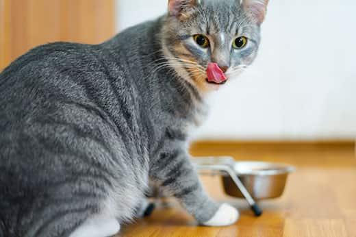 Gray cat licking lips while sitting next to silver food tray in background.