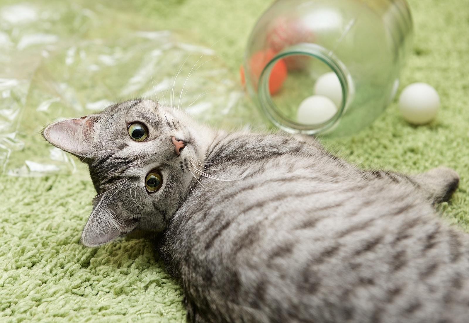 Gray cat lying on green carpet next to a jar with ping pong balls in it.