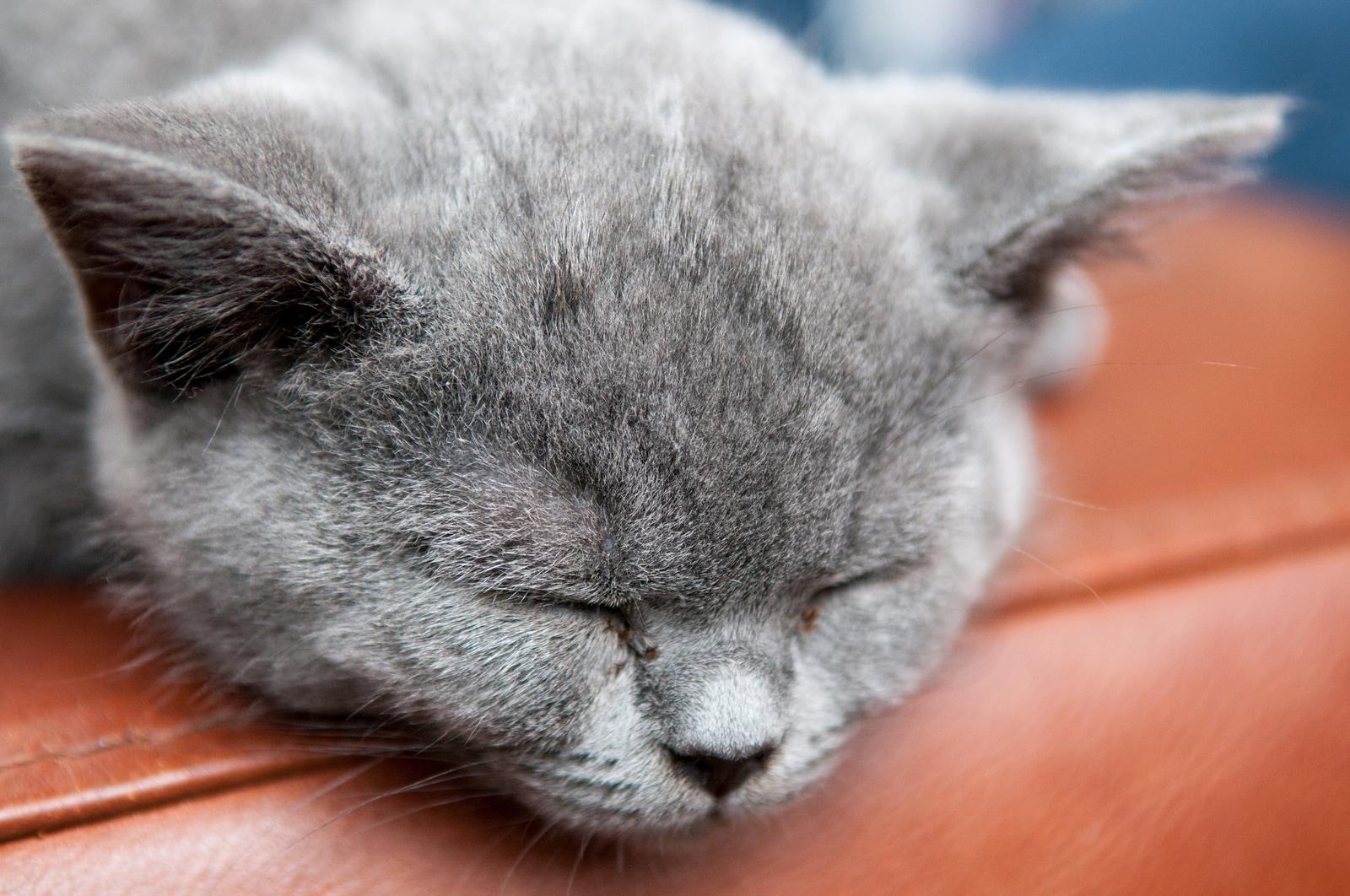 Gray cat sleeping on the edge of a brown leather sofa.