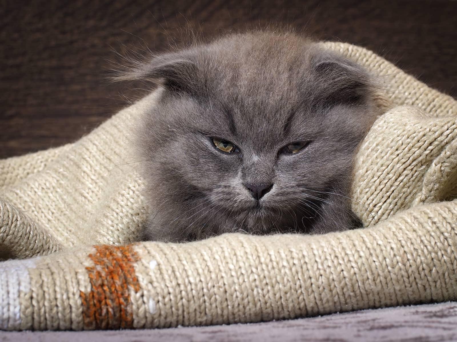 gray-cat-wrapped-in-sweater-SW Gray cat wrapped in a beige sweater.