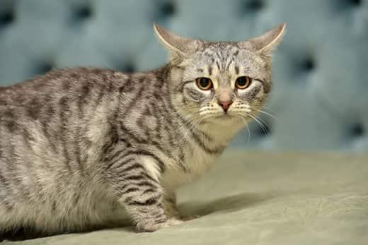 gray-striped-cat-with-ears-sideways-SW Gray striped young cat with airplane ears crouched on a cushion