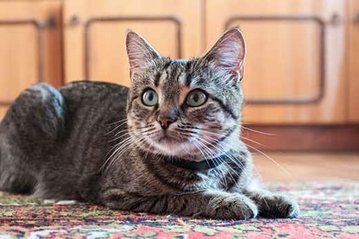 gray-tabby-cat-laying-on-decorative-rug-SW Gray tabby cat laying on decorative rug with ears perked and looking at owner