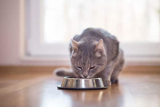 Gray tabby cat sitting next to a food bowl, placed on the floor next to the living room window, and eating.