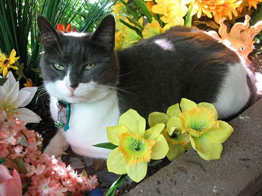gray-white-cat-laying-among-flowers-SW Black and white cat sitting in flower bed