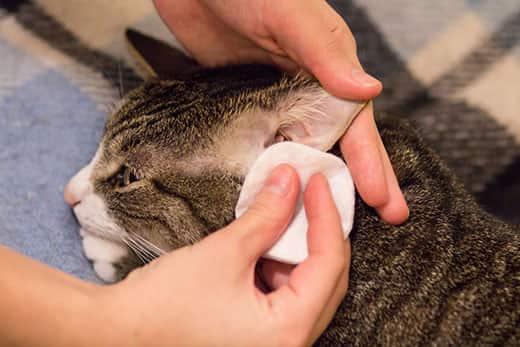 hands-with-cleaning-pad-cleaning-cats-ears-SW Hands holding a cleaning pad clean the ears of a brown tabby cat.