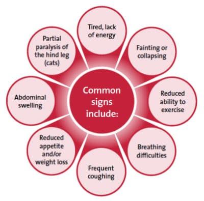 Common signs of heart disease