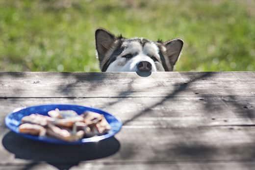 Husky peeks nose over picnic table to look at food sitting in the center.