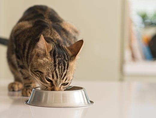 Beautiful feline cat eating on a metal bowl. Cute domestic animal. Beautiful feline cat eating on a metal bowl. Cute domestic animal.