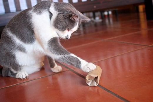 Food Puzzle for Cats Food Puzzle for Cats