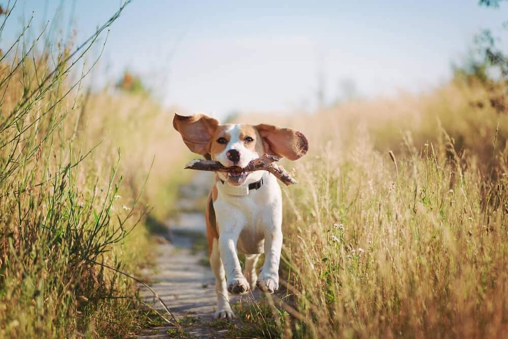 beagle playing with stick