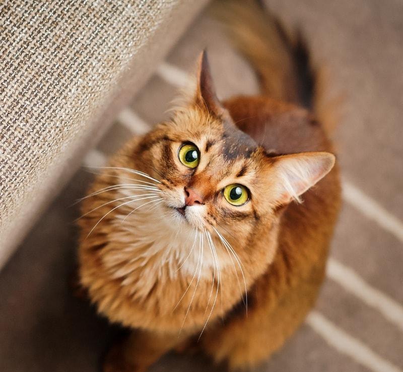 Purebred ruddy somali cat looking up staring at the camera.