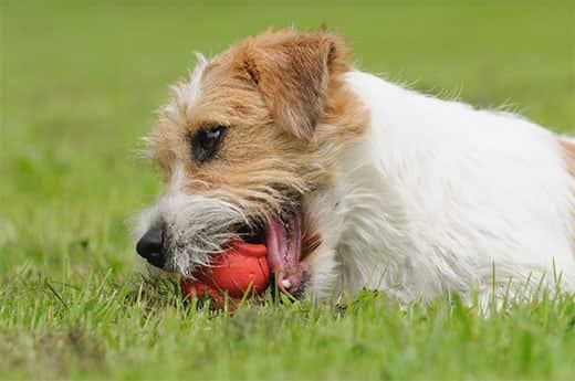 jack-russel-chewing-on-toy-outdoors-SW Jack Russel Terrier Dog chewing on toy in field.