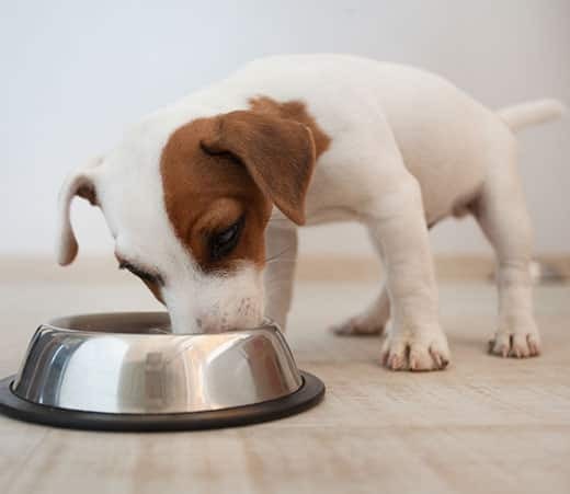 jack-russell-puppy-eating-out-of-silver-bowl Jack Russell Terrier puppy eating out of a silver dog food bowl.