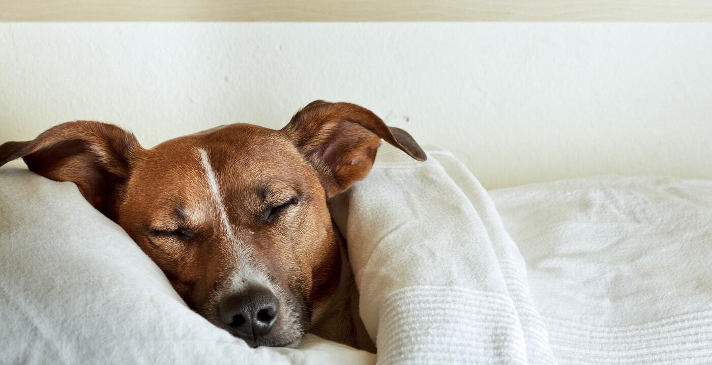 Jack Russell Terrier asleep under white sheets with head on pillow.