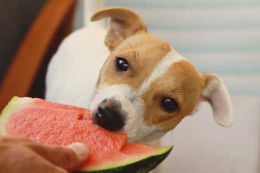 jack-russell-terrier-eats-watermelon-SW Jack russell terrier eating watermelon.