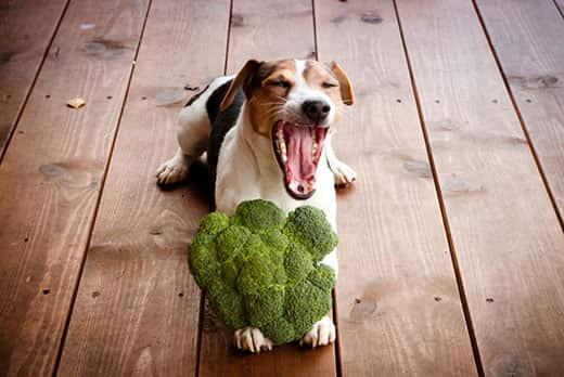 jack-russell-with-broccoli-between-paws-SW Jack Russell terrier dog lying on the wooden floor yawns with broccoli between paws.