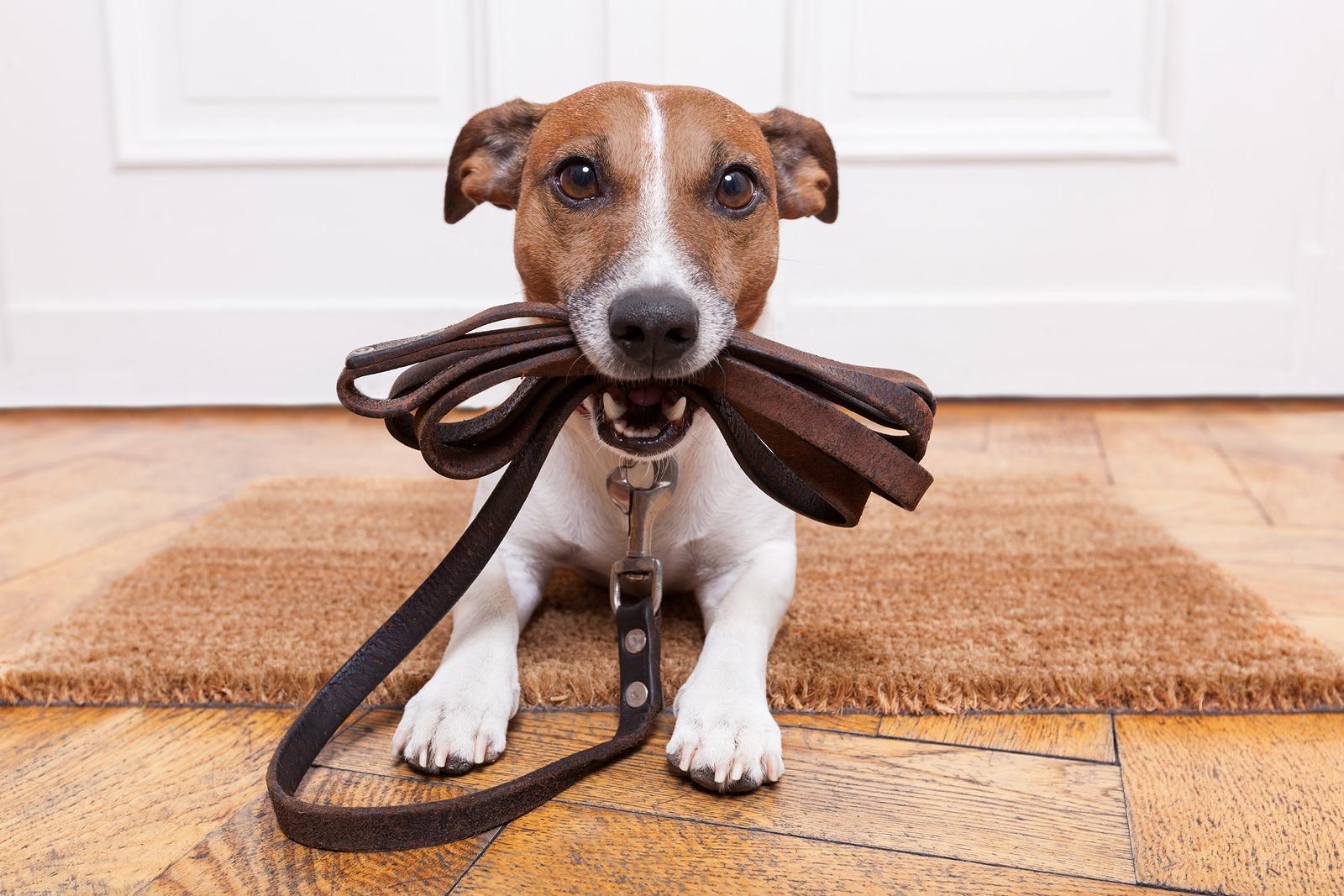 jack-russell-with-leash-in-mouth Jack Russell terrier with leather leash in mouth in front of door.