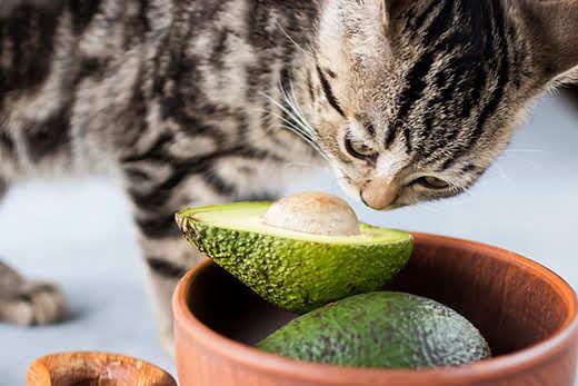 Kitten eat ripe avocado. Soft focus. Kitten eat ripe avocado. Soft focus.