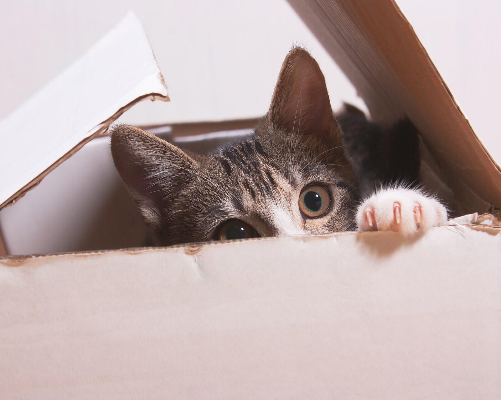 kitten-in-cardboard-box-SW Kitten peering out of a white cardboard box.