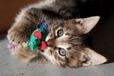 Cat on floor playing with toy