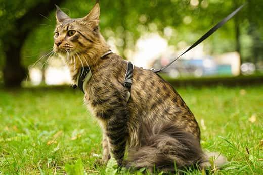 long-haired-cat-in-harness-at-park-SW Light brown Maine coon cat in leash and harness walking in the city park on the green grass