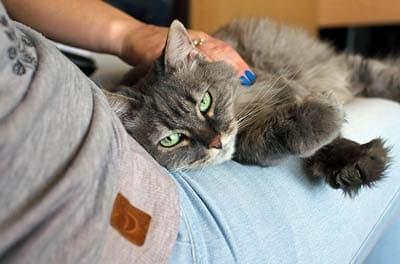Long-haired gray cat lying on owner's lap.