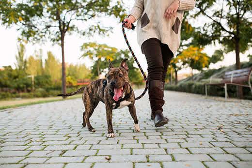 low view of an anonymous woman walking a dog at a park low view of an anonymous woman walking a dog at a park