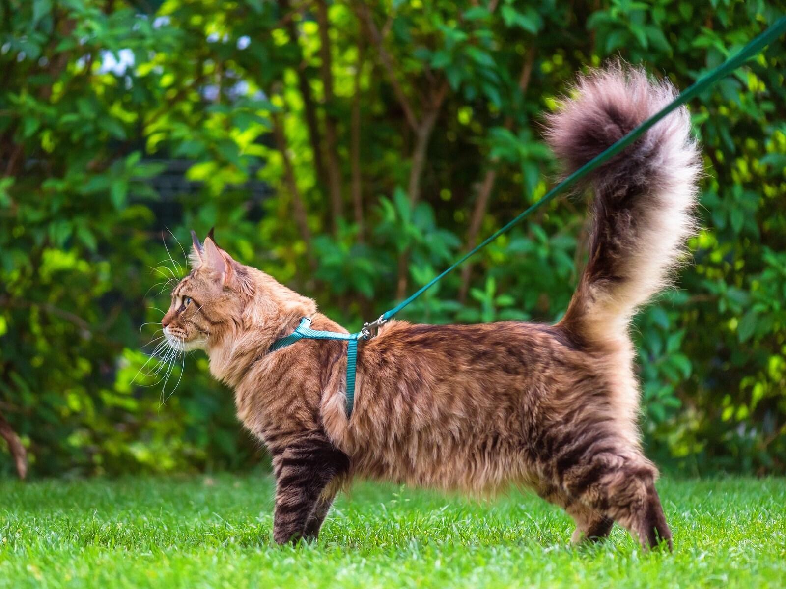 maine-coon-on-leash-SW Maine Coon cat on a harness and leash outdoors in the grass.