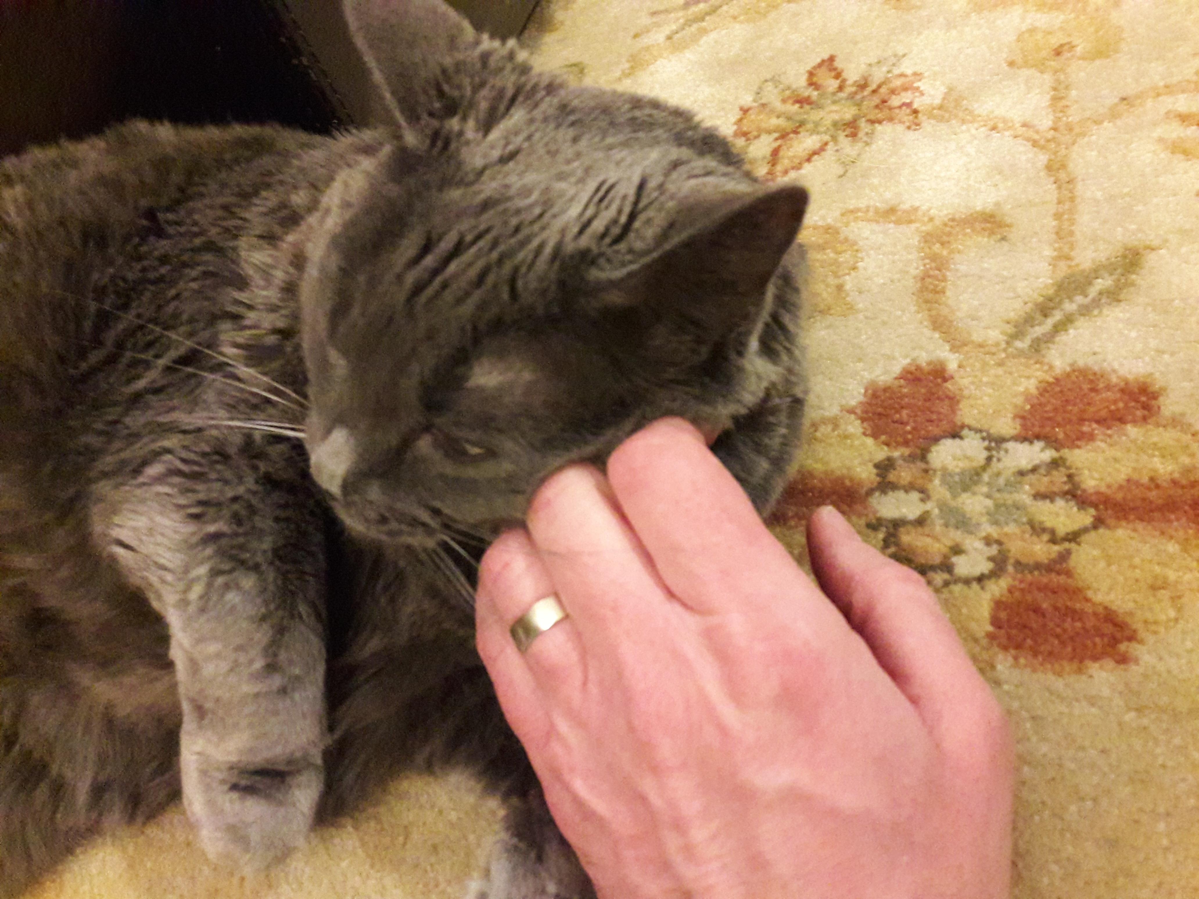 Hand of man petting Russian blue cat laying on floral rug.
