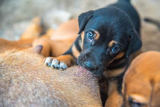 newborn-puppies-nursing-from-mother Newborn puppies sucking milk from mother dog.