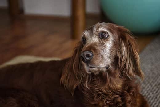 old-irish-setter-laying-on-ground-SW Old irish setter lying on the ground.