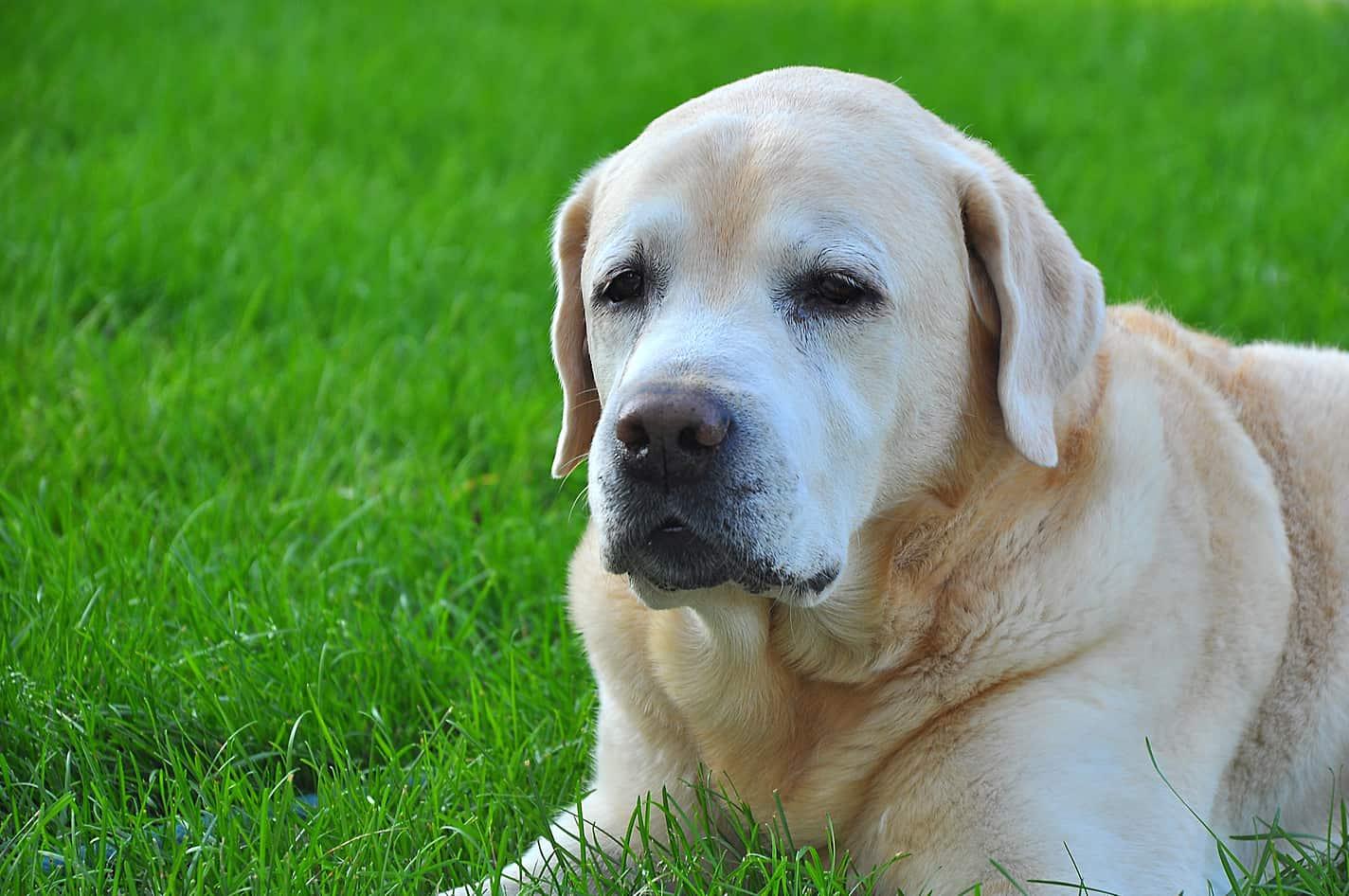 Older yellow lab lying in green grass.