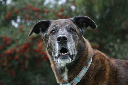 Older Brindle shepherd with Red and Green foliage in background
