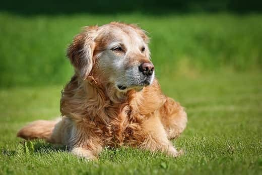 White-faced older golden retriever lies in the grass.