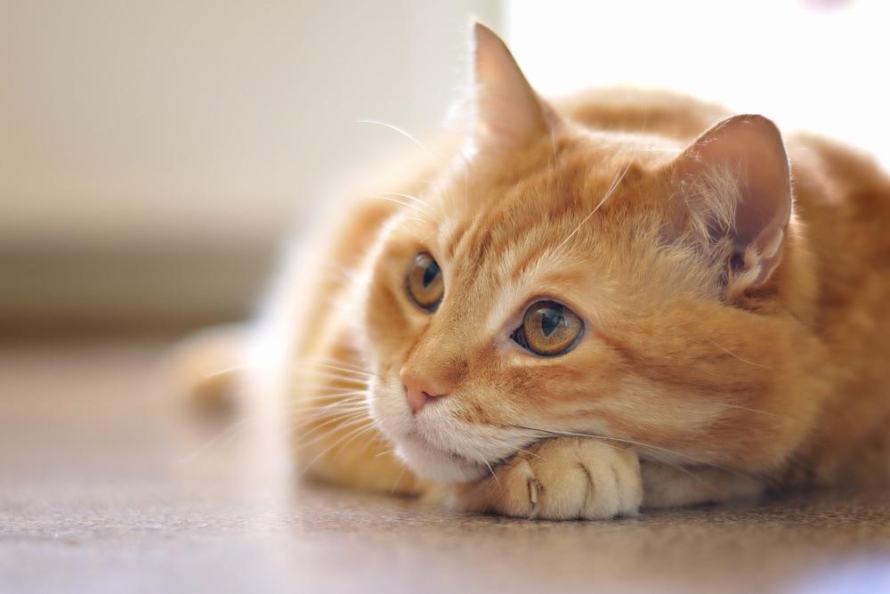 orange-cat-lying-on-floor-SW Orange cat lying on floor.